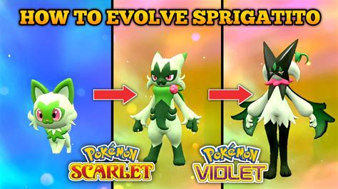 what does sprigatito evolve into|Pokémon Scarlet and Violet Starter Evolutions,。